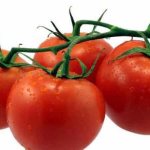 'Выращиваем богатый урожай ультраранних томатов "Солероссо