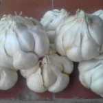 Growing Gulliver garlic on the plot