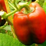 &#39;We grow on the plot one of the most popular types of sweet pepper - &quot;Kubyshka&quot;&#39; width=&quot;800