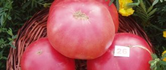 &#39;We grow tomato &quot;Pink Miracle F1&quot; from sowing to harvest: reviews from farmers and practical recommendations&#39; width=&quot;800