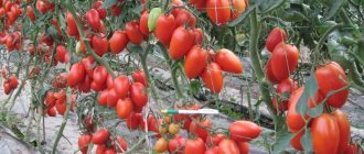 &#39;We grow our own rich harvest of Hummingbird tomatoes
