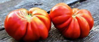 'Выращиваем самостоятельно крупные помидоры со сладкой, сочной, зернистой мякотью: томат "Сердце буйвола"' width="800