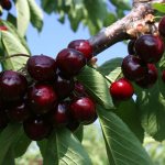Growing cherries: the main rules of agricultural technology