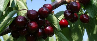 Growing cherries: the main rules of agricultural technology