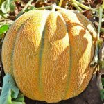 Growing Ethiopian melon, reviews