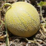 growing melon in Siberia
