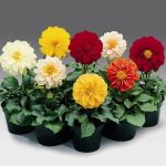 Growing dahlias in pots: advice from experienced gardeners