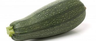 Growing zucchini Skvorushka