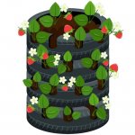 Growing strawberries in car tires