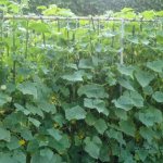 Growing cucumbers on a trellis in open ground