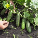 Growing cucumbers in open ground