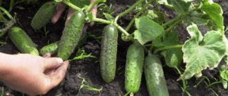Growing cucumbers in open ground