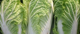Growing Chinese cabbage: basic rules