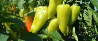 growing peppers in open ground