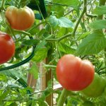Growing tomatoes in a winter greenhouse