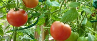 Выращивание помидоров в зимней теплице
