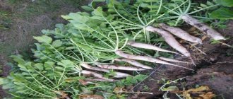 growing radish