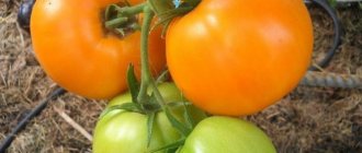 Выращивание томатов Апельсин