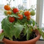 Growing tomatoes on a window in winter