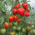 Growing tomatoes Tarasenko
