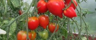Growing tomatoes Tarasenko