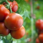 Growing tomatoes in a polycarbonate greenhouse: features and secrets