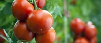 Growing tomatoes in a polycarbonate greenhouse: features and secrets