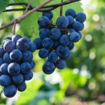 Выращивание винограда Северный плечистик