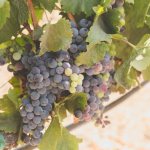 Выращивание винограда Сиреневый Туман
