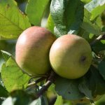 Выращивание яблони Строевское