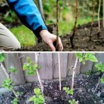 planting blackberry bushes in the ground
