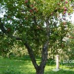 Высокая урожайность позволяет с одного взрослого дерева собирать за сезон около 80 килограммов яблок