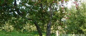 High productivity allows you to harvest about 80 kilograms of apples per season from one mature tree