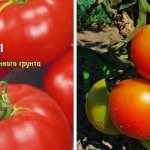 &#39;High-yielding, tasty and easy-to-care Stresa tomatoes