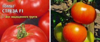 'Высокоурожайные, вкусные и простые в уходе томаты "Стреза