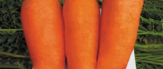 High-yielding carrot hybrid Boltex with excellent taste