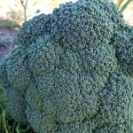 High-yielding late-ripening hybrid of broccoli cabbage Parthenon f1