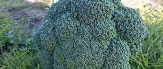High-yielding late-ripening hybrid of broccoli cabbage Parthenon f1