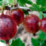 &#39;High-yielding gooseberry variety with dark red fruits &quot;Russian&quot;&#39; width=&quot;800
