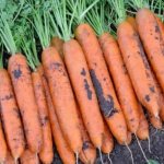 Высокоурожайный сорт моркови Ромоса с крепким иммунитетом