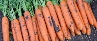 High-yielding carrot variety Romos with strong immunity