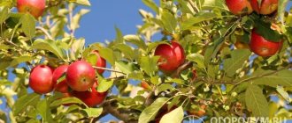 Яблоки «Джонатан» (на фото) пользуются высоким потребительским спросом во многих странах мира