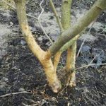 Apple trees: what to do if mice gnawed the bark?