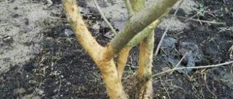 Apple trees: what to do if mice gnawed the bark?