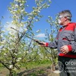Яблони нуждаются в профилактических обработках в различные периоды вегетации