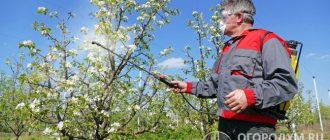 Apple trees need preventive treatments during different periods of the growing season.