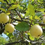 Яблоня «Белый налив» – традиционная разновидность культуры, издавна выращиваемая в центральной части России и в Поволжье