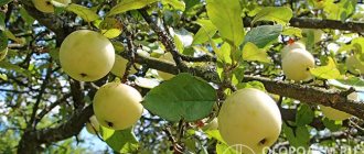 Apple tree &quot;White filling&quot; is a traditional variety of crop, grown for a long time in the central part of Russia and the Volga region