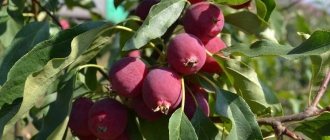 Яблоня Китайка – как выглядит, срок созревания, зимостойкость, вкус, основные сорта