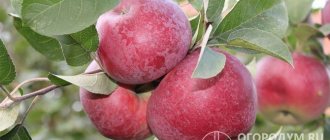 Яблоня «Лобо» (на фото) дает большой урожай плодов, предназначенных для потребления в зимний период